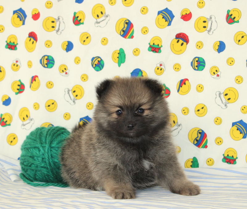 puppy, for, sale, Pomeranian, Matthew B. Stoltzfus, dog, breeder, Gap, PA, dog-breeder, puppy-for-sale, forsale, nearby, find, puppyfind, locator, puppylocator, aca